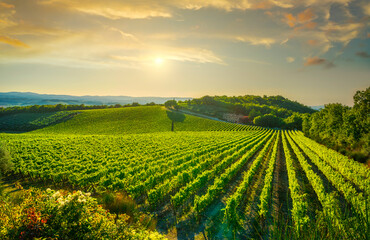Fototapeta premium Winnica o zachodzie słońca. Castellina in Chianti, Toskania, Włochy