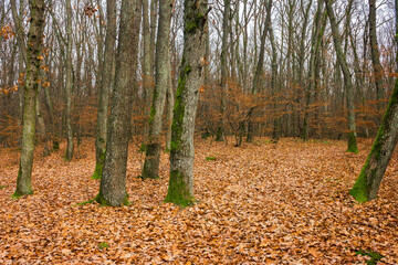 leafless beech trees in the forest. moss on the tree trunk. beautiful autumn scenery in november