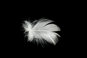 white feather  isolated on black background