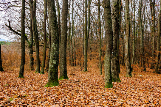 leafless beech trees in the forest. moss on the tree trunk. beautiful autumn scenery in november