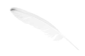 sketching white feather isolated on white background