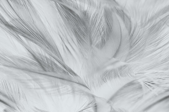  feather dark black with light abstract background