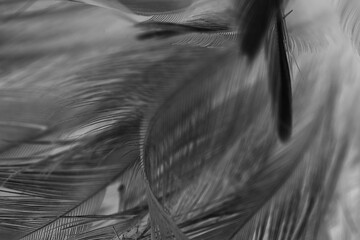 feather dark black with light abstract background