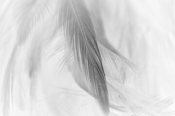 black feather pattern  texture background