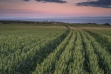 wheat field at sunset, looking towards a lighthouse on the Wales Coastal Path