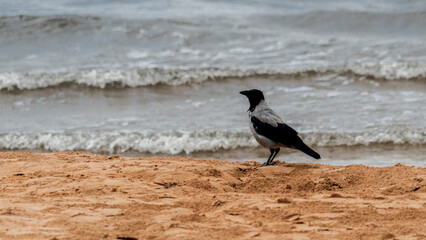 Grey crow walking on the sand at sea