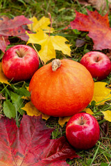 Naklejka na ściany i meble bright red apples and pumpkin surrounded by colorful maple leaves, autumn harvest flat lay