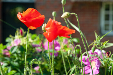 Obraz premium Mohnblumen