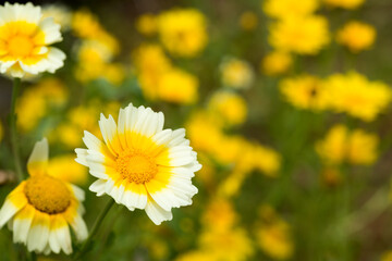 白い覆輪の黄色い春菊の花