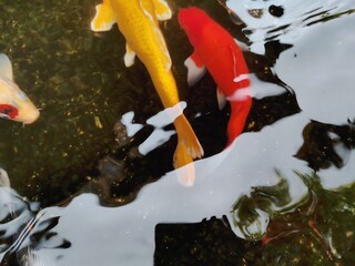 japanese koi fish swimming
