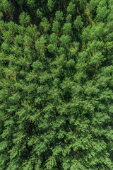 Naklejka na ściany i meble Drone photography, high angle view of green aspen tree forest