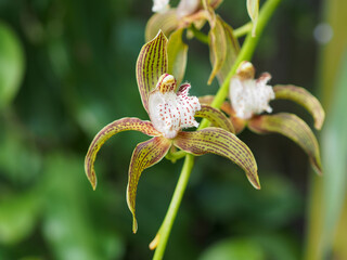 シンビジューム・トラシアナム