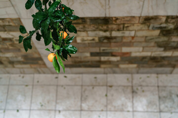 Branch with ripe orange tangerines on the background of a stone wall.
