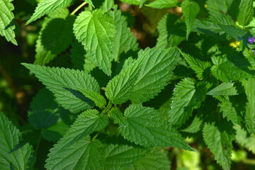 Nettle. A bunch of common nettles in the ground.