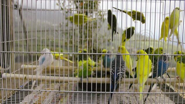 Budgies in a cage on the terrace of the house with a view of the Central plateau. Center for breeding ornamental birds, Sri lanka
