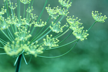 Close up of blooming dill flowers isolated on blurred background.