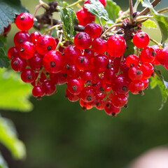 Red Currant berries on a bush closeup isolated.
