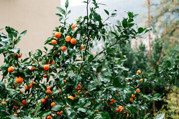 Many ripe orange tangerines on the branches of a tree in the garden.