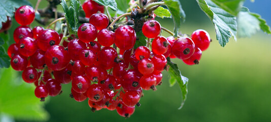 Red Currant berries on a bush closeup isolated.
