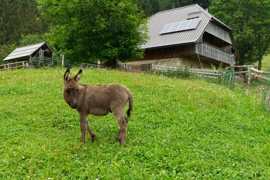Junges Eselfohlen auf gr&uuml;ner Wiese vor Bergh&uuml;tte blickt zur&uuml;ck