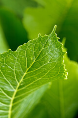 Green leaves background. Macro Leaf nature texture