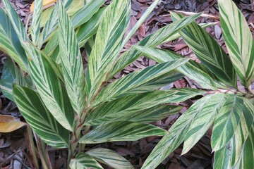 Closeup of alpinia green leaves in Florida zoological garden  - obrazy, fototapety, plakaty
