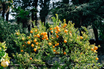 Fototapeta na wymiar A lot of orange ripe oranges on the branches of a tree.