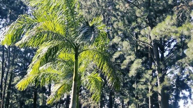 Forest restoration in Sri Lanka. Long-needle pine, probably Caribbean Pine different age. In the foreground is a betel palm (Areca catechu)
