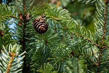 Serbian Christmas tree Picea omorika. Brown cones on branch of Serbian Christmas tree Picea omorika. Blurred background. Selective focus. Sunny day in autumn garden. Nature concept for design.