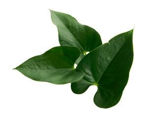 Anthurium leaves, Green leaf isolated on white background, with clipping path   