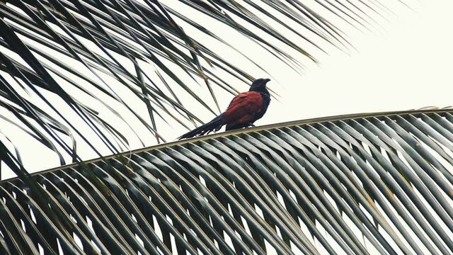 Common koel (Eudynamys scolopaceus scolopaceus), bird in an evergreen rainforest. Female on nice palm tree branch. Sri Lanka, December
