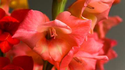 Pink beautiful gladiolus on a light background. A flower grown in the garden. Summer bouquet as a gift. Place for your text. Selective focus.