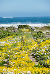 coast of the sea with foot path and wild flowers