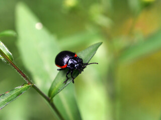 Narrow-bordered leaf beetle (Chrysolina sanguinolenta) basks in the spring sun, close-up, macro photo. Variety of wildlife, insects.