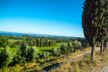 agriculture for grapes and wine