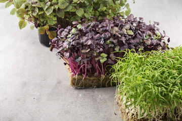 Micro greens sprouts of purple radishes and fennel on grey background, top view. Concept of superfood and healthy organic food