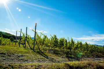 Obraz premium agriculture for grapes and wine