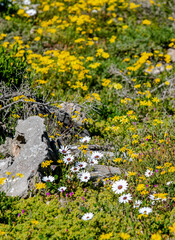 Obraz premium yellow flowers on the rocks
