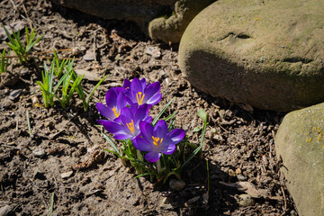 Crocuses with purple petals on blurred background of huge gray stones. Selective focus. Close-up. Spring landscape in the landscaped garden. Nature of North Caucasus. Nature concept for design.