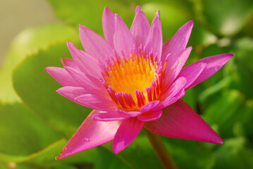 Obraz premium Pink lotus flower in bloom beautiful on the pond at sunrise.