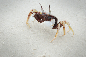Crab on white sand beach.
