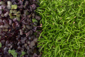 Micro greens sprouts of purple radishes and fennel, macro, top view. Concept of superfood and healthy organic food