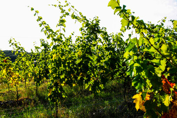 Fototapeta na wymiar agriculture for grapes and wine
