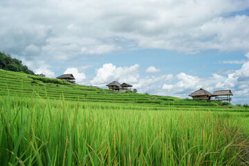 Green Terraced Rice Field in Pa Bong Pieng , Mae Chaem, Chiang Mai, Thailand.