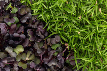 Micro greens sprouts of purple radishes and fennel, macro, top view. Concept of superfood and healthy organic food