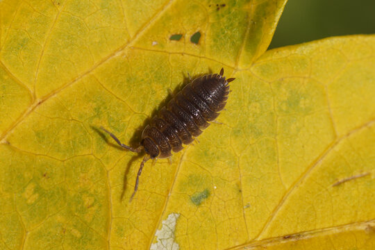 A Rough Woodlouse (Porcellio Scaber), Family Porcellionidae On A Yellow Leaf In A Dutch Garden. Netherlands, October 