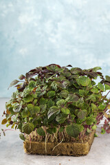 Micro greens sprouts of perilla on light blue background. Concept of superfood and healthy organic food