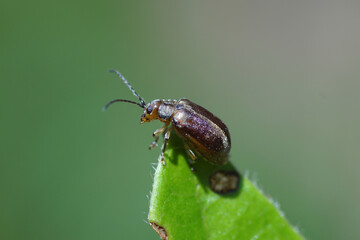 A viburnum leaf beetle (Pyrrhalta viburni), family Chrysomelidae likes laurustinus (Viburnum tinus), family Adoxaceae. Netherlands, August