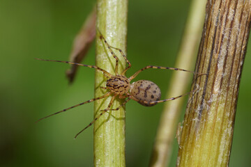 A spitting spider (Scytodes thoracica), family Spitting spiders (Scytodidae) in a plant. Netherlands, September