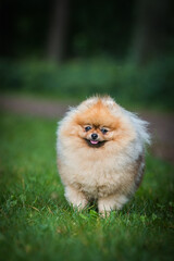 Super beautiful pomeranian dog posing outside after dog show.